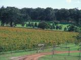 McHenry Hohnen Vineyards ©mchv.com.au